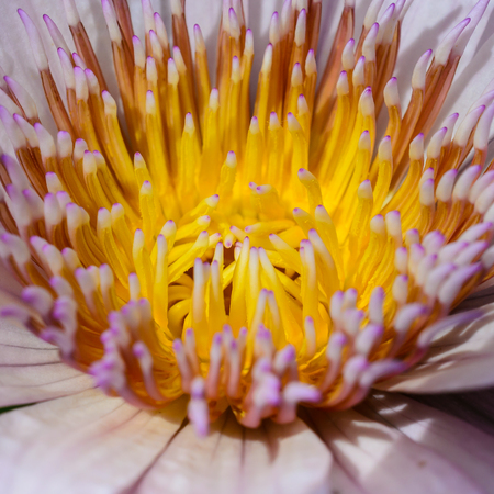 A beautiful purple lotusの写真素材
