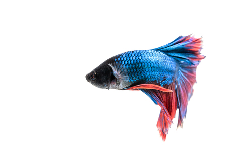 siamese fighting fish , betta isolated on white background.の写真素材