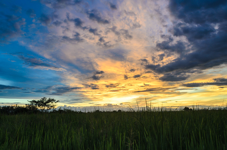 High dynamic range bokeh picture of Imperata cylindrica a type of grass under the bright golden sunrise atmosphere. Also known as blady grass, cogon grass or kunai grass.の写真素材