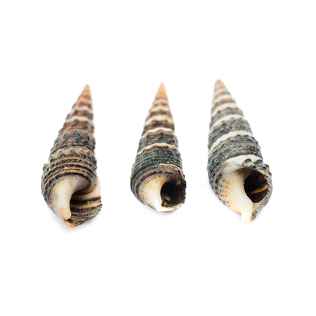 shell on white background