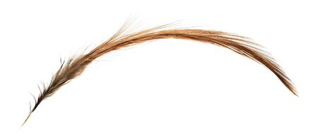 feather on white backgroundの写真素材