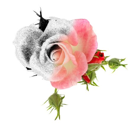 A vintage style  drawing of a pink rose, graphicの写真素材