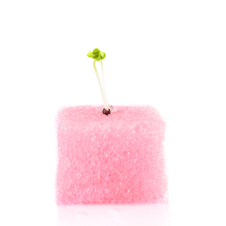 Hydroponic breeding seedlings by spongeの写真素材