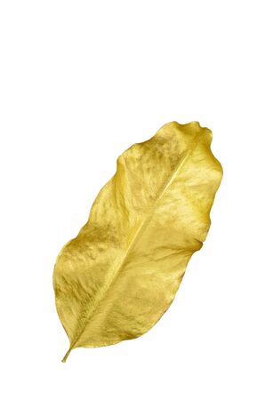 Golden leafの写真素材