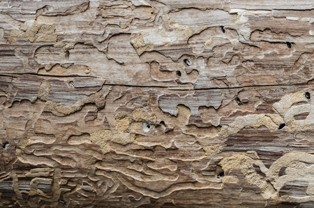 Termites eat wood surfaceの写真素材