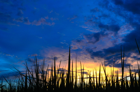 Nature background concept: Stunning meadow sunrise.の写真素材