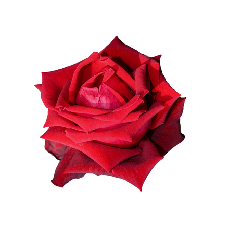 red roses close up. Background.の写真素材