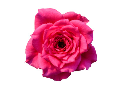 Pink roses close up. Background.の写真素材