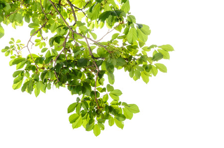 branches,green leaf isolated on white backgroundの写真素材