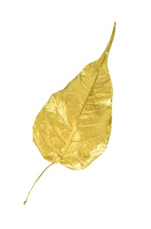 Golden leafの写真素材