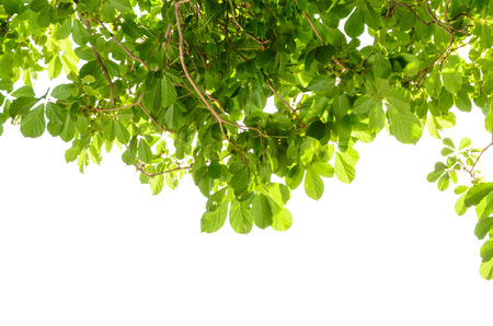 branches,green leaf isolated on white backgroundの写真素材
