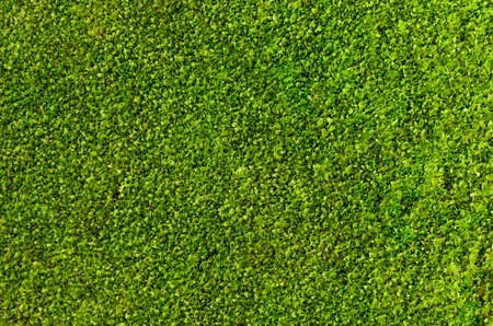 Green moss on old concrete floorの写真素材