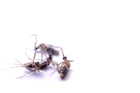 Mosquito dead isolated on white background.の写真素材