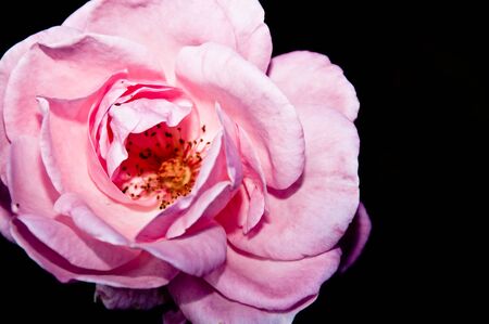 The rose in the gardenの写真素材