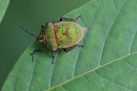 an insect is greenの写真素材