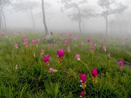 hand field fryの写真素材