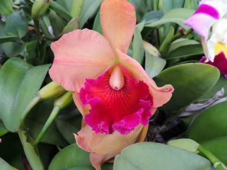 orange orchidsの写真素材