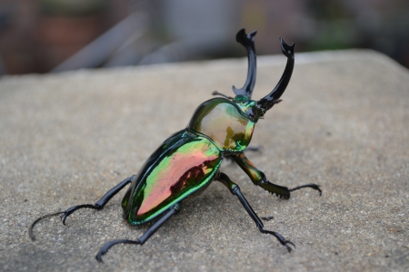buprestis beetlの写真素材