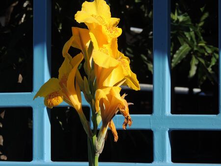the Canna indica Linnの写真素材