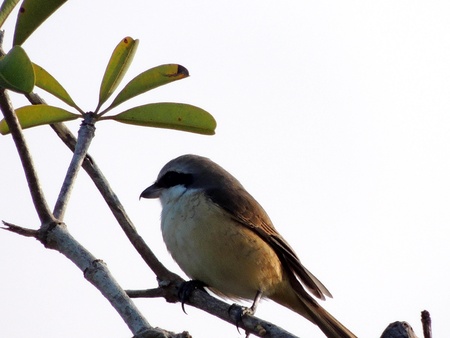 a bird eats an insectの写真素材