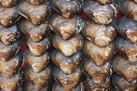 shellfish