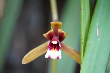 young violet orchids transfers in the short timeの写真素材