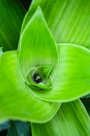 green leaf for do back computer groundの写真素材