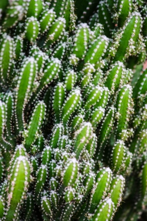 the ground is after , green thorn keen cactus