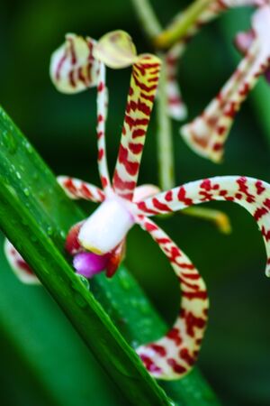 stripes dot rear orchids is the screw pine kissesの写真素材