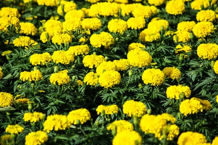 Marigold flower with soft sun light, Kohloy Sriracha Thailandの写真素材