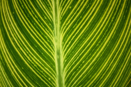 Texture of a green leaf as backgroundの写真素材