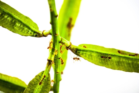 the red ant is on green branch on white groundの写真素材