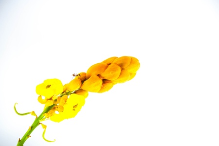 Bright yellow candle bush flower against a green leaf backgroundの写真素材