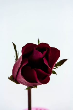 Beautiful red roses with a trail of petals. Isolated on whiteの写真素材