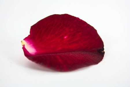 Beautiful red roses with a trail of petals. Isolated on white