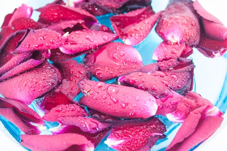 Red rose petals - very shallow DOF with only part of the front petal in focus.の写真素材