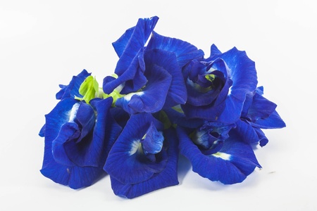 Thai violet flower,butterfly pea on white backgroundの写真素材