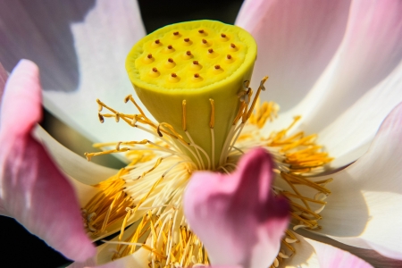Extreme close-up of pink flower  Suitable for holiday or celebrationの写真素材