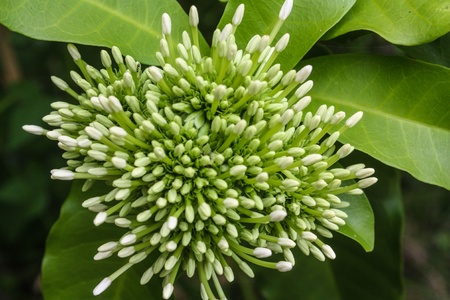 Colourful poppy and other wildflowers in a summer meadow at the island of Syltの写真素材
