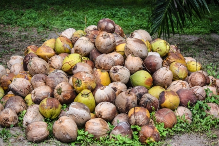 pile of coconut in a marketの写真素材