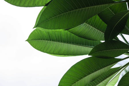 Macro photo of a green leaf on a white background.の写真素材
