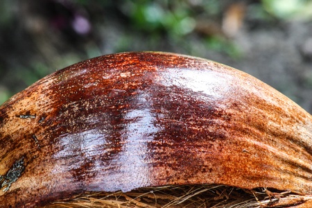 Shell of coconut opendの写真素材