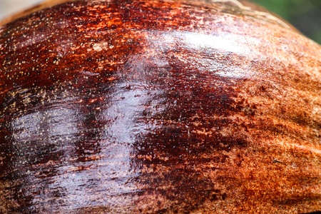 Shell of coconut opendの写真素材