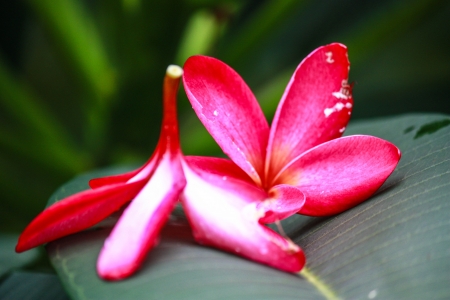 Pink tropical flowers from Thailandの写真素材