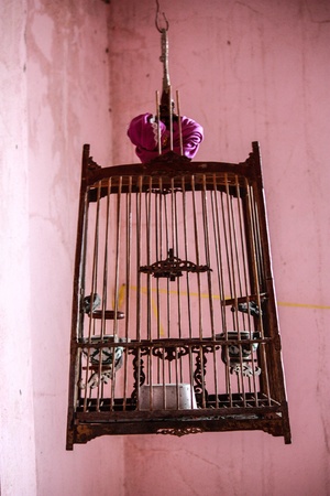 couple birdcage of red-whiskered bulbul with grunge wall backgroundの写真素材