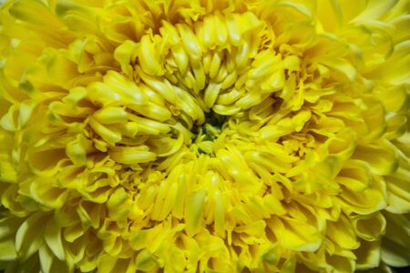 Close up of yellow flower aster, daisy