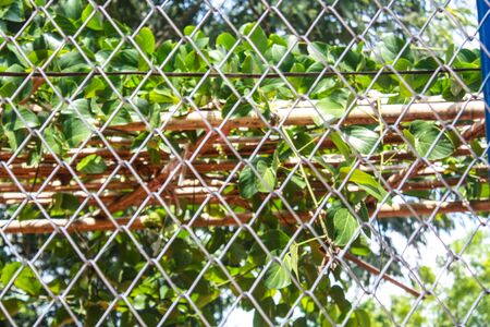 iron wire fence isolated on green backgroundの写真素材