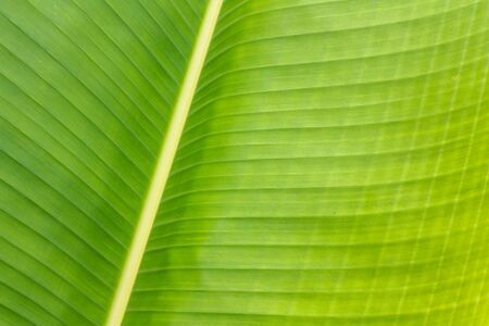 structure of leaf natural backgroundの写真素材