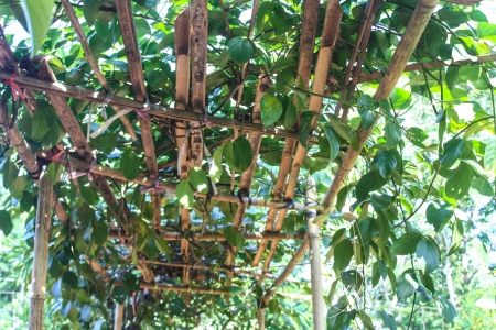 Close up of passion fruit on the vine, selective focus.の写真素材