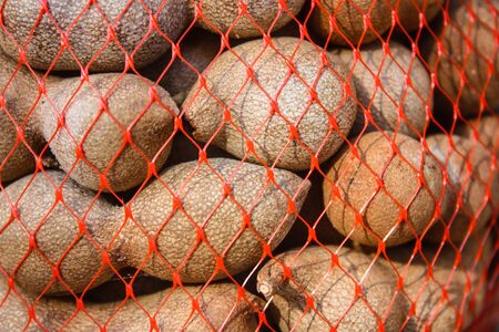 Tamarind fruit in Thailandの写真素材